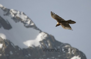 Gipeto adulto in volo